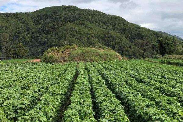 茯苓怎么种植