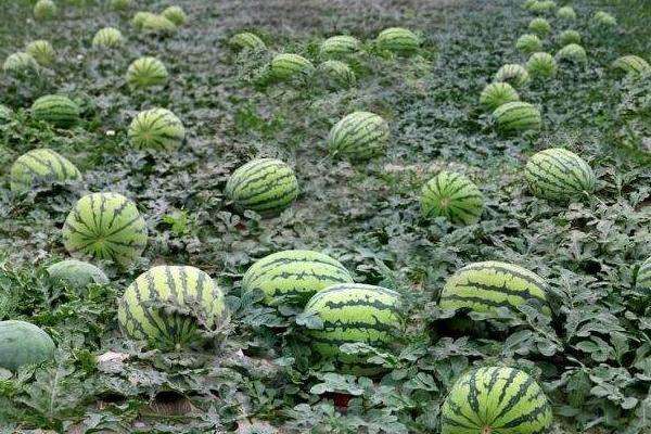 种植西瓜的株距和行距