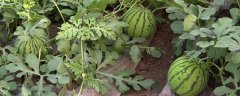 种植西瓜的株距和行距