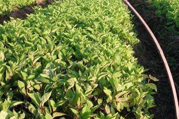 五味子种植技术及收益