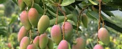 芒果适合哪些地方种植，热带水果气候决定品质