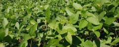 黄豆种植时间和技术，不同品种种植时间不同