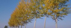 速生杨树的种植和管理