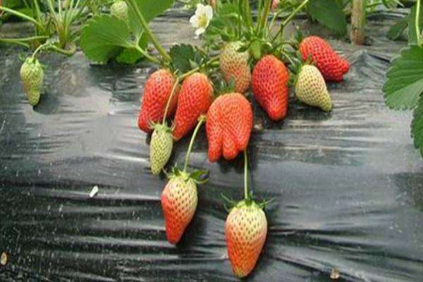 怎样育草莓苗