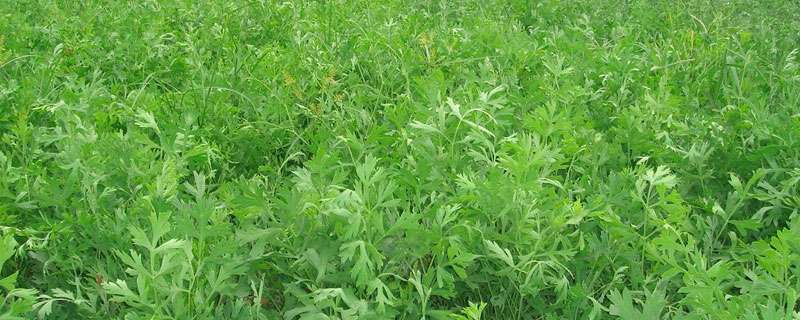 防风种植技术要点,根段繁殖当年采收,种子播种2年收获