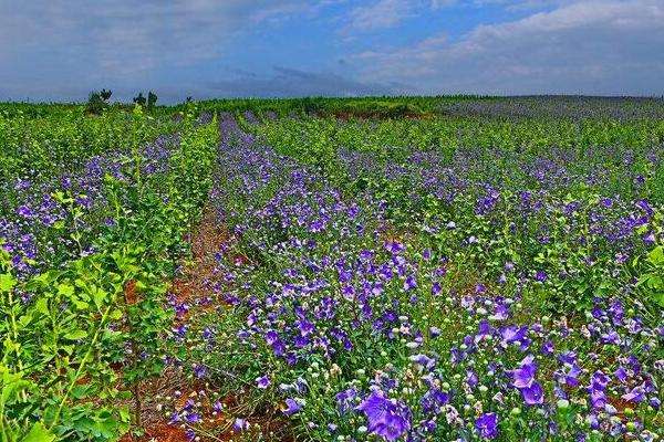 桔梗的种植季节和方法，可选春播和冬播