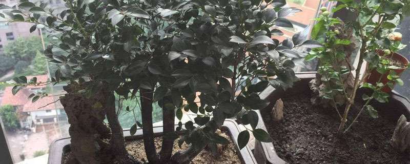 小叶紫檀种植方法和注意事项(盆栽)