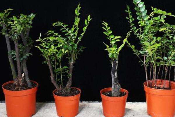 小叶紫檀种植方法和注意事项(盆栽)
