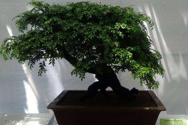 小叶紫檀种植方法和注意事项