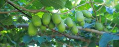 软枣猕猴桃山地人工栽培技术与管理