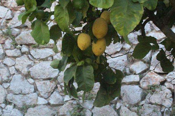 柠檬种植条件和注意事项
