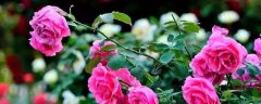 四季小玫瑰的养殖方法及注意事项