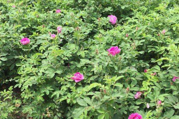 四季小玫瑰的养殖方法