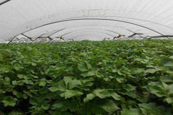 冬季大棚三膜土豆种植