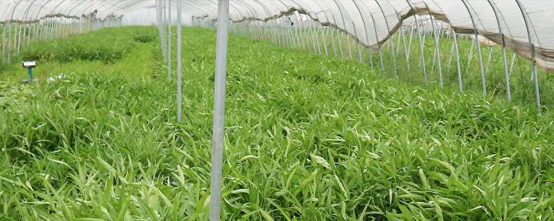 空心菜育苗方法和时间,4至7月育苗种植,北方为6至8月