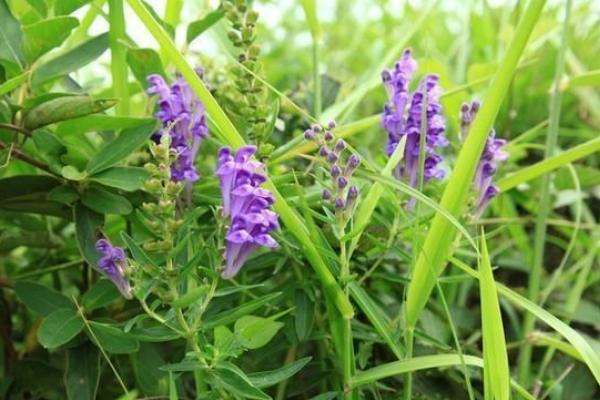 黄芪种植条件