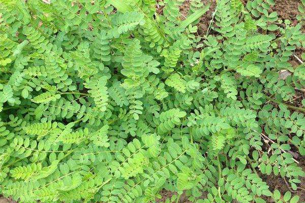 黄芪种植条件,要求土壤肥沃且排水性好