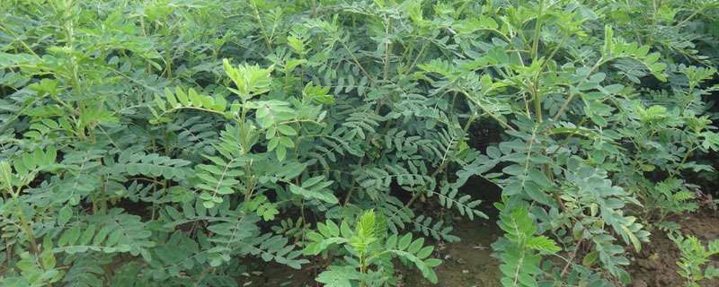 黄芪种植条件,要求土壤肥沃且排水性好