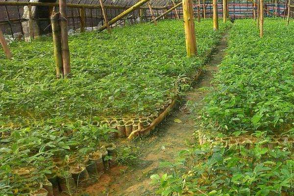 牛大力种植方法,选好品种春秋都可种