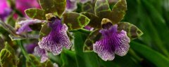 紫香兰养殖方法，注意浇水和施肥
