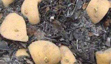 马铃薯切种后多久种植