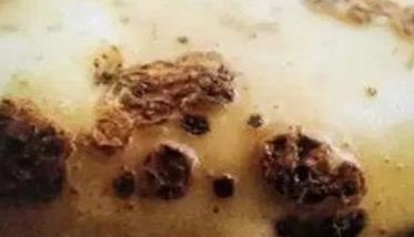 马铃薯疮痂病的症状