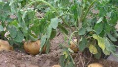 马铃薯种植施肥技术要点