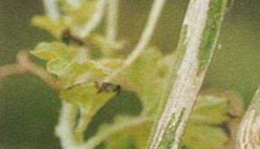 苦瓜蔓枯病综合防治措施