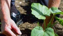南瓜种植需要哪些条件 南瓜对土壤水分温度要求