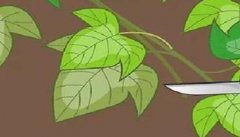 早春西葫芦如何栽培？早春西葫芦种植技术要点