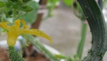 黄瓜弯曲瓜的形成原因及预防方法