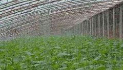 温室大棚黄瓜定植后管理技术步骤与要点