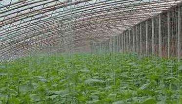 温室大棚黄瓜定植初期的管理
