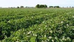 夏秋甜瓜种植时间是什么时候 甜瓜栽培管理技术