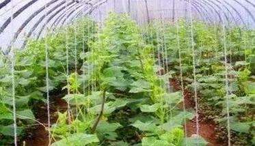大棚黄瓜品种有哪些