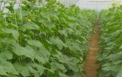黄瓜温室育苗及栽培技术要点