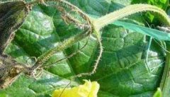 温室黄瓜栽培，怎样识别与防治黄瓜疫病？