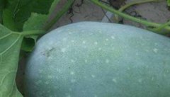 冬瓜的种植－冬瓜图片