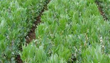 蚕豆种子的播种方法