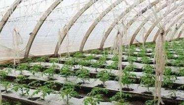 如何掌握大棚番茄种植高产技术