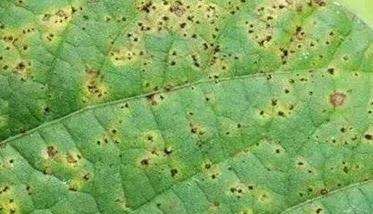 菜豆锈病症状特点