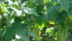 菜豆生长期是多少天 菜豆生长过程包括几个阶段