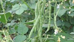 菜豆品种有哪些 有哪些栽培类型
