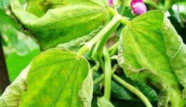 菜豆红斑病防治方法