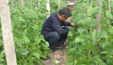 秋菜豆在栽培上应掌握哪些技术要点