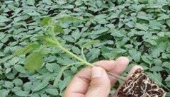 越冬茬番茄栽培技术要点介绍