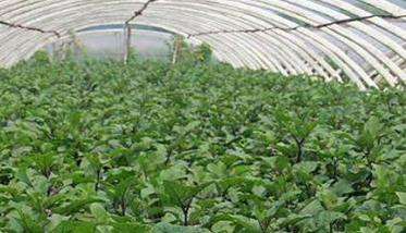 大棚茄子种植管理技术要点有哪些