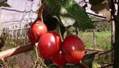 树番茄的功效与作用