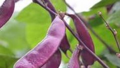 紫扁豆的功效与作用