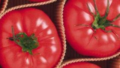 西红柿的功效作用及食用方法 西红柿的营养价值